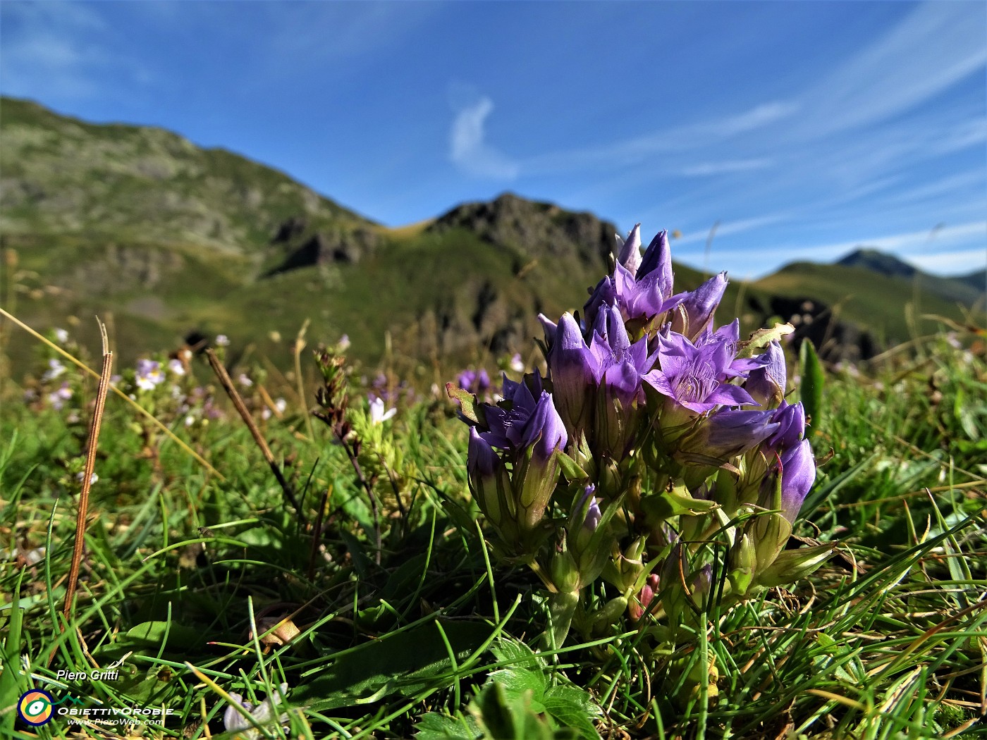 22 Genzianella germanica (Gentianella germanica) in fiore.JPG